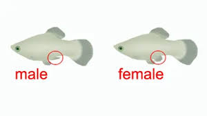 Guppies, Swordtails, Mollies & Platies – Naturalworldpets