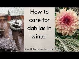 Get Gardening Lift Em Or Leave Em Part 3 Leaving Dahlia Tubers In The Ground Youtube
