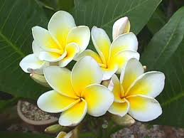 As Bombs Fell In Gaza A Rich Cactus Lover Could Cultivate Only Patience Plumeria Care Frangipani Planting Flowers