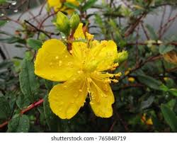 Image result for Hypericum revolutum