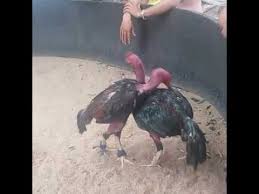 Hasil gambar untuk ayam birma hari ini