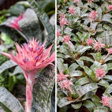 Si deseas leer más artículos parecidos a cómo hacer florecer un cactus, te recomendamos que entres en nuestra categoría de jardinería y plantas. 10 Plantas Cuya Floracion Toma Su Tiempo Hay Una Que Tarda Hasta 100 Anos En Hacerlo