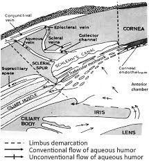 Formulated using accurate composition of. Medical Therapy For Glaucoma Iop Lowering Agents Springerlink