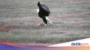 Sebelumnya rumor mengenai marc klok merapat ke persib bandung telah berhembus beberapa pekan ini. Duel Menegangkan Elang Vs Rubah Berebut Mangsa
