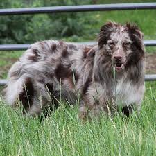 $500 usd on a scale of 1 to 10, my cuteness is an 11. Australian Shepherds Planned Breedings Rising Sun Farm