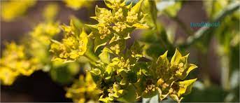 Bupleurum Benefits Healthsoul
