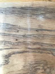 little bugs found in kitchen cabinet