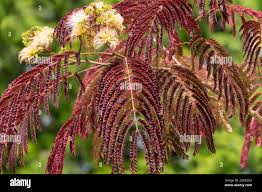 Image result for Albizia adianthifolia × gummifera