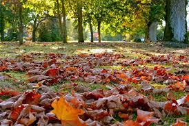 Seven Jobs For Your Autumn Vegetable Garden Sebze Yetistirme Sebze Bahcesi Peyzaj