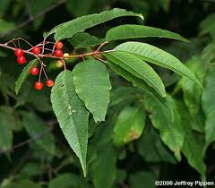 Landscaping plants with red berries add a decorative feature to the yard. Red Berries Edible Or Not Edible Gettystewart Com