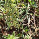 Image result for Leucas neuflizeana