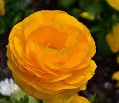 70 Flowers With Meaning Flowersandflowerthings Wonderful Flowers Unusual Flowers Flower Meanings