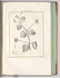 Image result for Commicarpus