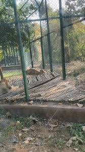 Lion Safari in Borivali National Park ...