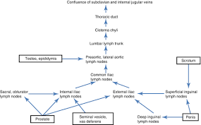 neurovascular supply and lymphatic drainage of male