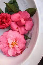 Diy Floating Camellia Bowls Floating Bowl Camellia