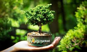 Просмотров 33 тыс.4 года назад. Bonsai Bitkisi Nasil Yetistirilir Bakimi Ve Sulamasi Nasil Yapilir Bitki Merkezi