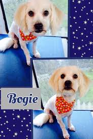Calling all paws mobile pet grooming. Aussie Pet Mobile Northwest 219 Photos Company Bellevue Wa 98004