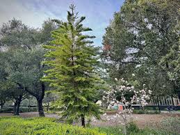 Image result for Araucaria columnaris