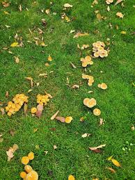 Image result for site:byggahus.se svamp