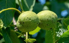 Image result for Walnut blight