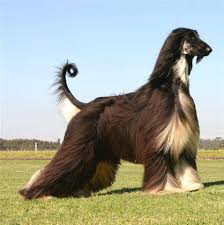 The breed is selectively bred for its unique features in the cold mountains of afghanistan.its local name is tāžī spay (pashto: é˜¿å¯Œæ±—çŒŽçŠ¬ä»·æ ¼ åªèƒ½è¯´ä»·æ ¼ä¸è² æˆ'çš„å® èˆ
