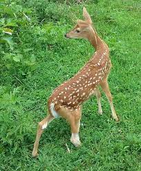 Maybe you would like to learn more about one of these? 46 Deer Resistant Plants To Keep Your Garden Safe