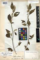 Image result for Celosia isertii