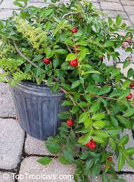 We did not find results for: Toptropicals Com Barbados Cherry Equal To 65 Oranges