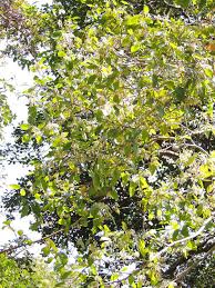 Image result for Rinorea angustifolia