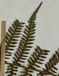 Image result for Cyathea mossambicensis