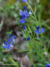 Image result for Polygala marensis