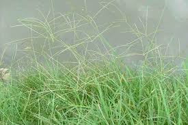 Image result for Digitaria acuminatissima