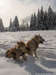 Le prix pour lequel ils concourent, lui, est comparable à celui des courses les plus prestigieuses au monde. A La Rencontre Des Chiens De Traineaux Du Jura Carnet D Escapades Chien De Traineau Chien De Neige Chien Husky