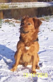 While they're perfectly capable of living happily in the smaller. Casper Golden Retriever Nova Scotia Duck Tolling Retriever Mischling Mix