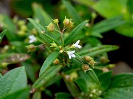 Image result for Oldenlandia geophila