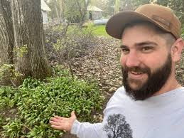 Acres of ramps growing in Westwoods