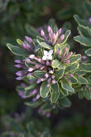 Check spelling or type a new query. Winter Fragrance