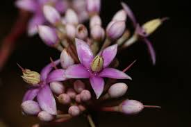 Image result for Morinda asteroscepa