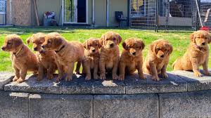 Get a boxer, husky, german shepherd, pug, and more on kijiji red golden retriever in dogs & puppies for rehoming in canada. 7 Week Old Golden Retriever Puppies Outside Playtime Youtube