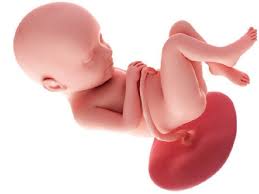 Alla trentatreesima settimana di gravidanza la struttura dell'apparato respiratorio è ormai completa e il feto sarebbe già in grado di respirare da solo. 33 Settimane Di Gravidanza Tutto Quello Che C E Da Sapere Sulla Mamma E Il Bambino A Tutto Donna