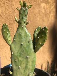 Image result for Opuntia monacantha