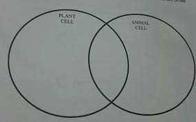 Animal cell and plant cell brainly. Similarities And Differences Of Plant And Animal Cell Brainly Ph