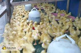 Kandang ayam broiler sederhana sekala rumahan yang keren. Peluang Usaha Dan Tips Penting Ternak Bebek Pedaging Bukukas