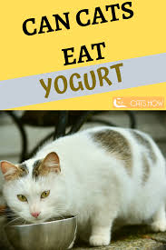 Pin On Cat S Eating Habits Cat Food Can Cats Eat