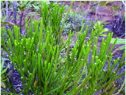 Image result for Podocarpaceae