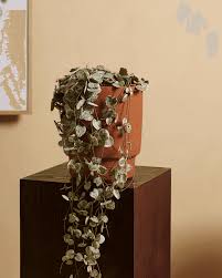 Image result for Ceropegia breviflora