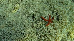 Image result for Satyrium schimperi