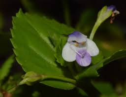 Image result for Craterostigma nummulariifolium