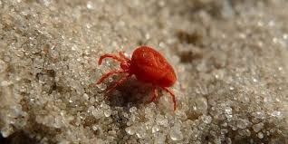 Just because bugs aren't marching into your house doesn't mean they're not coming. What Are Those Tiny Red Bugs
